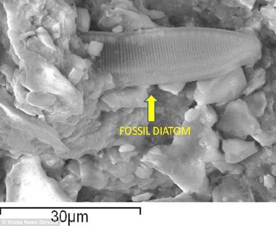 A seta aponta para o suposto fóssil de uma diatomácea. Foto: Reprodução / Journal of Cosmology