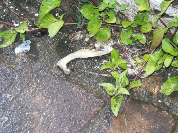 recanto-da-saudade10