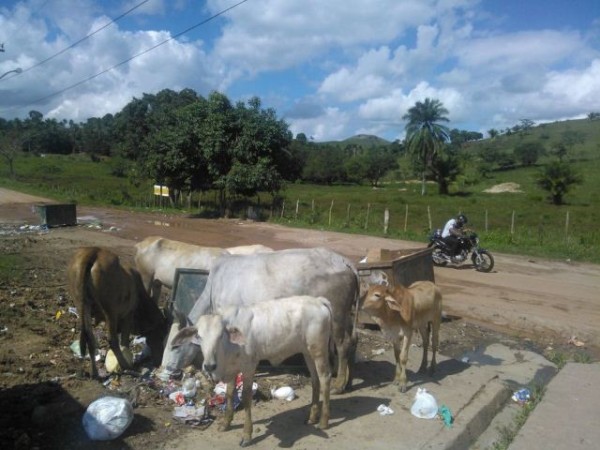 Condomínio do Minha Casa Minha Vida entregue aos animais