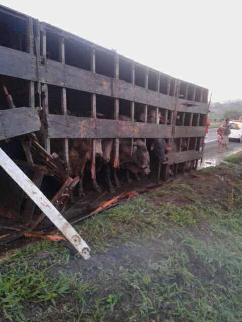 caminao-tombado-bois