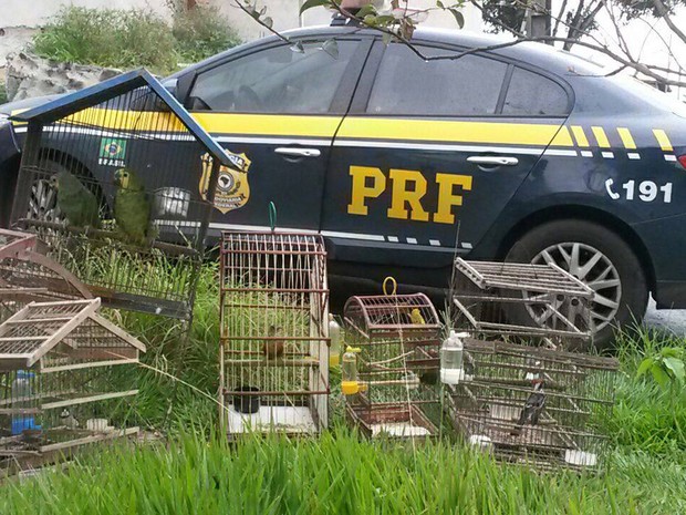 animais_prf-1