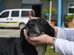 Os funcionários, que alimentam o animal, recebem ajuda de uma instituição de proteção aos animais, que castrou o cão e auxilia com vacinas. (Foto: Reprodução / Luiz Souza / RBS TV)