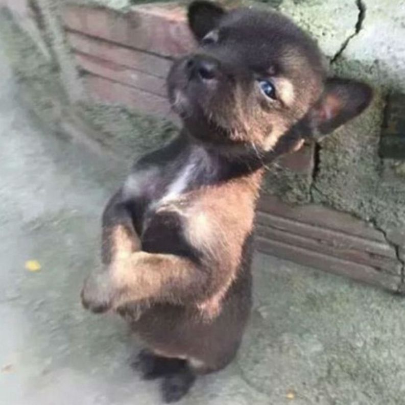cachorro-sentado-0816-1400x1400