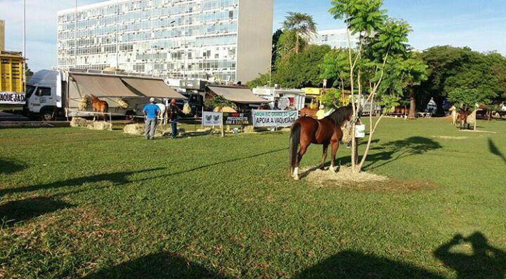 Vaqueiros já ocupam a esplanada dos ministérios, em brasília Pequena árvore é ponto para amarração do cavalo, sobre a grama da Esplanada (Foto: Divulgação)