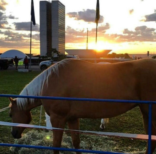 Vaqueiros já ocupam a esplanada dos ministérios, em brasília Brasília tem um cenário muito diferente do habitual nesta terça-feira(Foto: Divulgação)