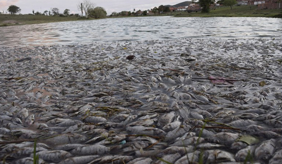 As tilápias foram encontradas mortas em lagoa. (Foto: reprodução/TV Subaé)