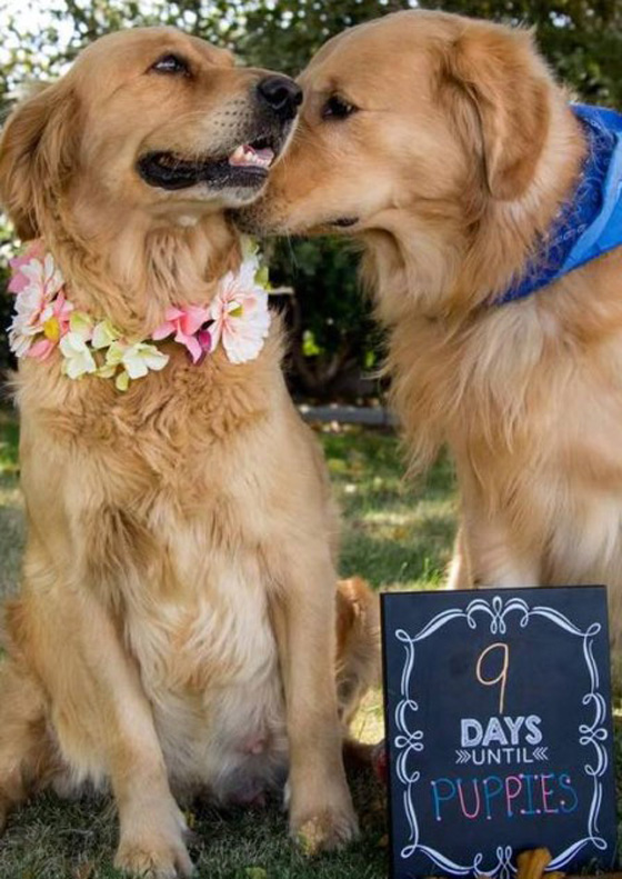 rtemagicc_cadelapuppie-4-jpg