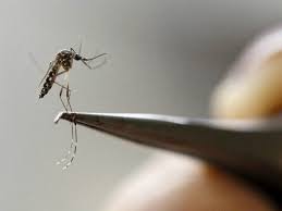 _zika-1