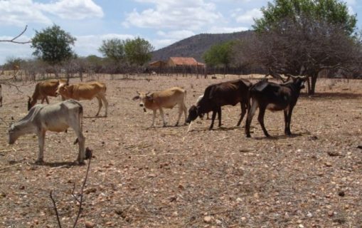 Seca faz governo declarar situação de emergência em 106 cidades baianas