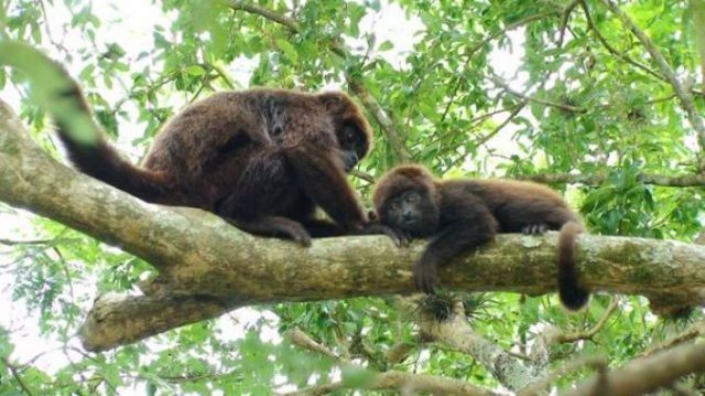 Dois macacos foram resgatados com suspeitas de febre amarela em Salvador