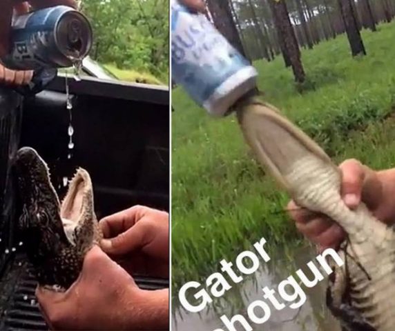 Americanos são acusados de abuso animal após forçarem jacaré a beber cerveja