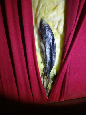 Vigilância Sanitária interdita sala de cinema que tinha peixes podres na parede