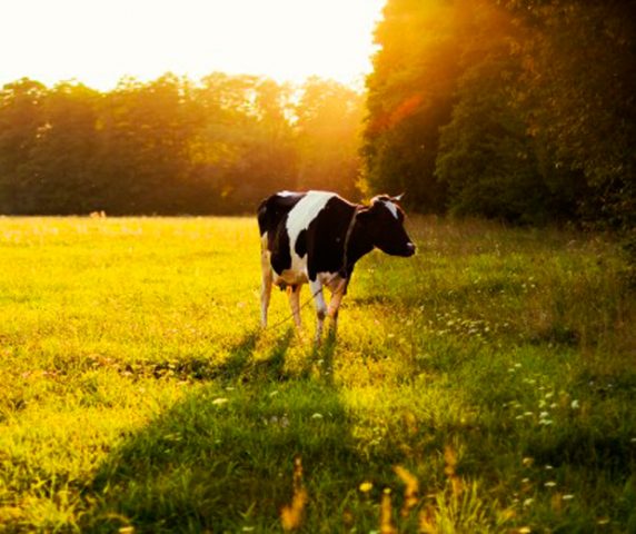Vacas produzem anticorpos capazes de impedir infecção por HIV