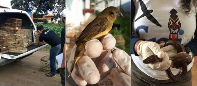 Ministério Público resgata cerca de 450 animais em dez cidades baianas