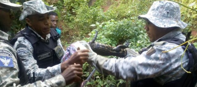 Guarda Municipal resgata jacaré e urubu em bairros de Salvador
