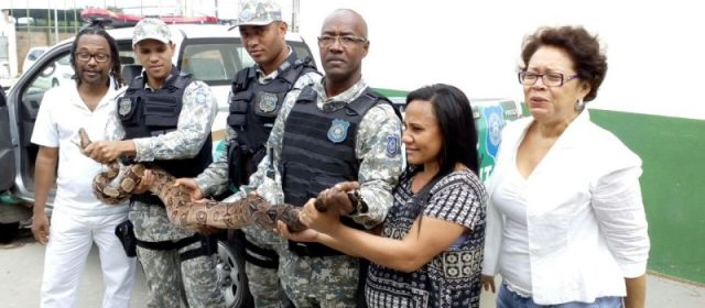 Alunos encontram cobra de 2,5 metros em escola de Salvador