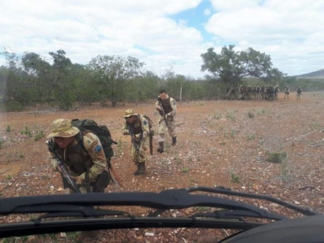 Polícia localiza plantação com 200 mil pés de maconha na Bahia