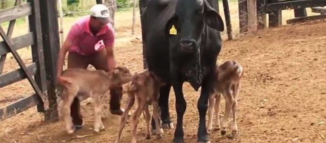 Vaca dá à luz três bezerros na Bahia; Caso raro ocorre a cada 100 mil gestações