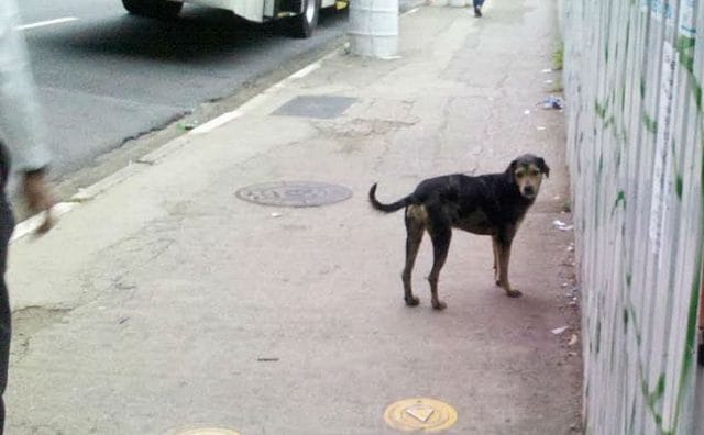 Idoso é detido após abusar sexualmente de cadela na Bahia