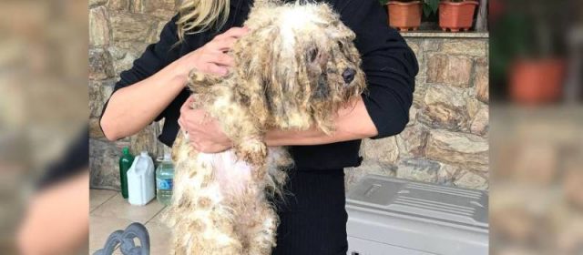 ONG resgata mais de 100 cães que apanhavam e viviam sem higiene