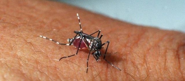 Novo surto de Zika é afastado por pesquisadores da Ufba