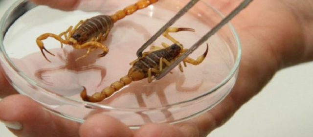 Infestação de escorpiões assusta moradores de cidade no interior baiano
