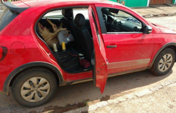 Motorista alcoolizado é preso transportando porco em cadeirinha de bebê