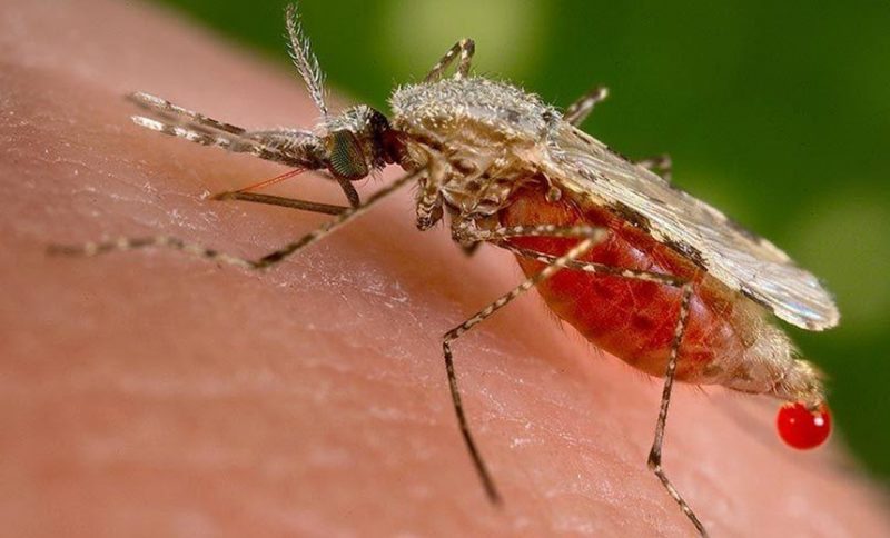 Saúde | Distribuição da vacina contra a dengue começa na próxima semana