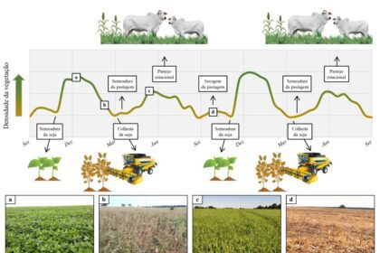 Método alia inteligência artificial a imagens de satélite para mapear áreas com integração lavoura-pecuária