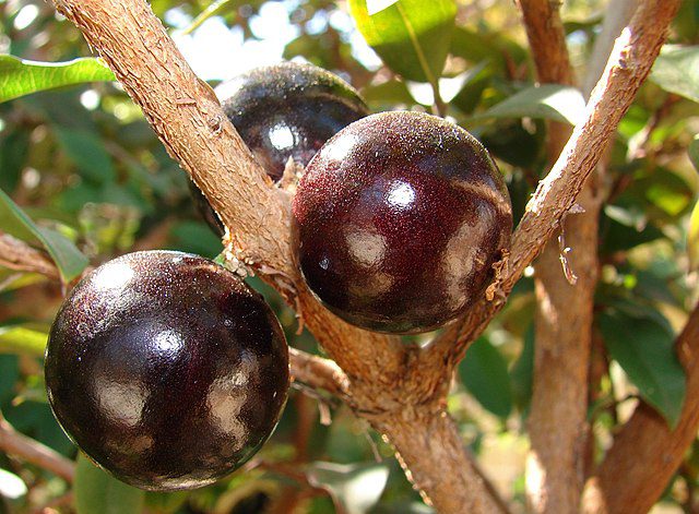 Benefícios da casca de jabuticaba para a saúde de pessoas com síndrome metabólica: redução da inflamação e glicemia