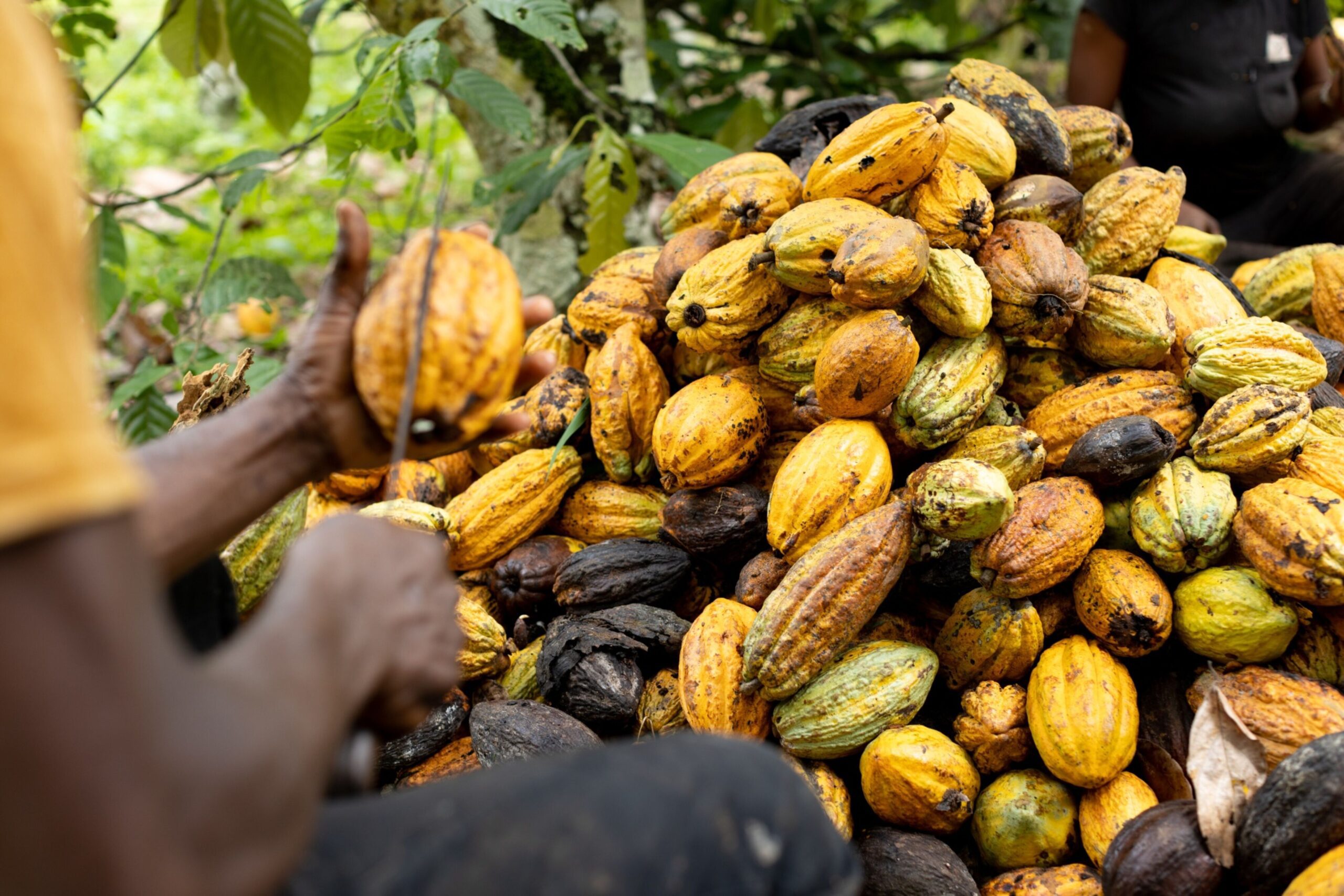 Cacau supera cobre e Nvidia e ajuda a turbinar inflação do chocolate na Páscoa