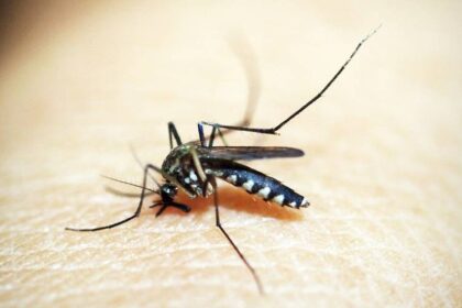 Brasil perto de 500 óbitos por dengue em 2024