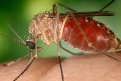 Febre oropouche: Bahia identifica 9 casos da doença transmitida por mosquito