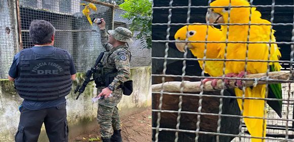 PF apreende mais de 400 aves em operação contra tráfico ilegal