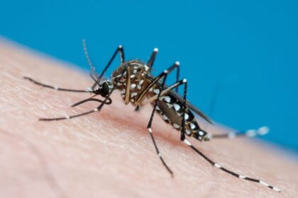 Mosquito da dengue e outras espécies causam prejuízo anual de até R$ 15 bilhões