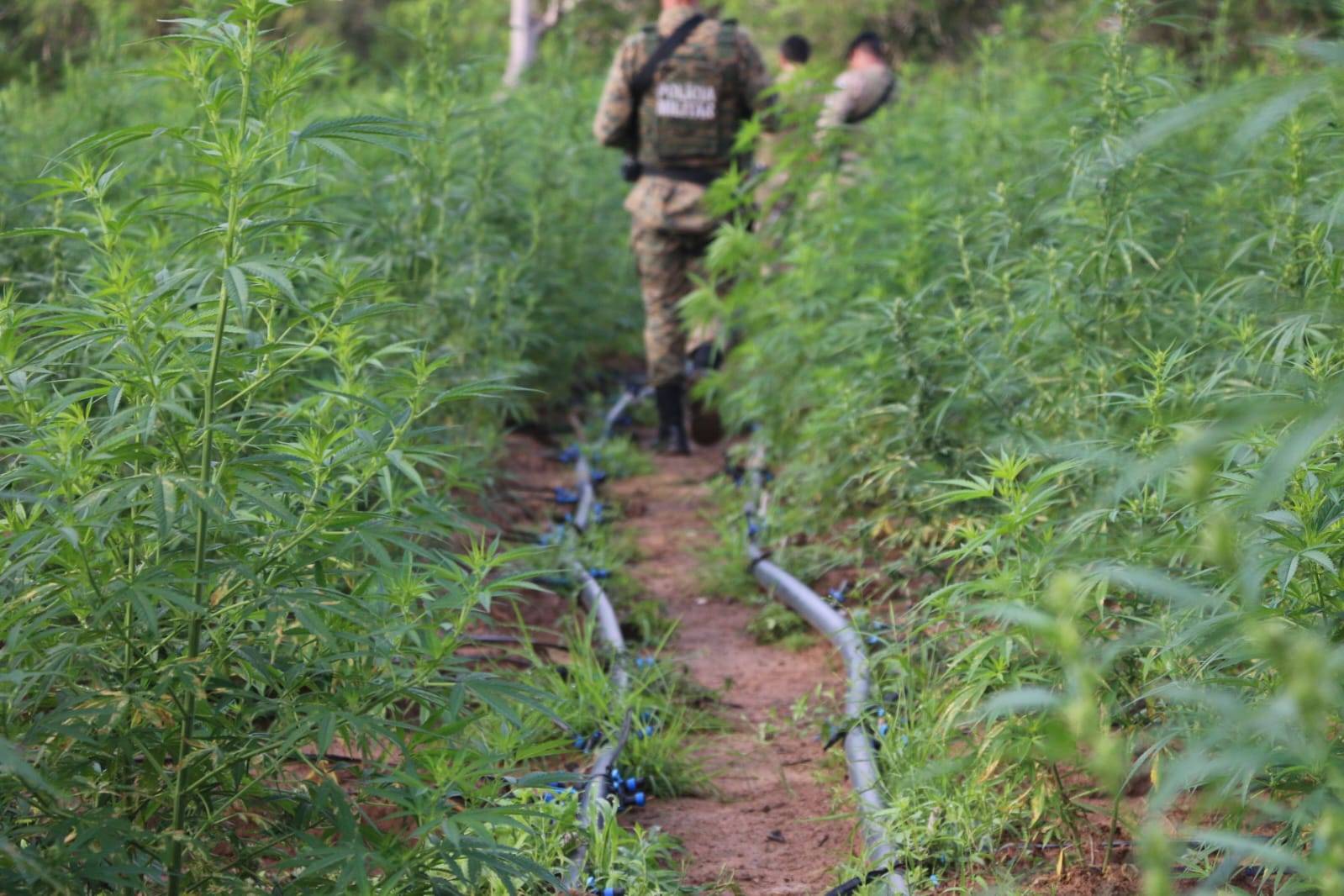 PM e PF destroem roça de maconha em sítio na Bahia; plantação renderia 2 toneladas da erva