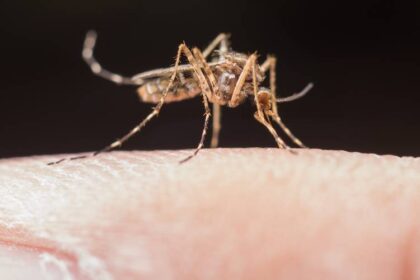 20 mortes e 272 municípios na Bahia com epidemia de dengue