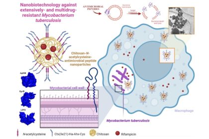 Nanopartículas antibacterianas reduzem tempo de tratamento da tuberculose.