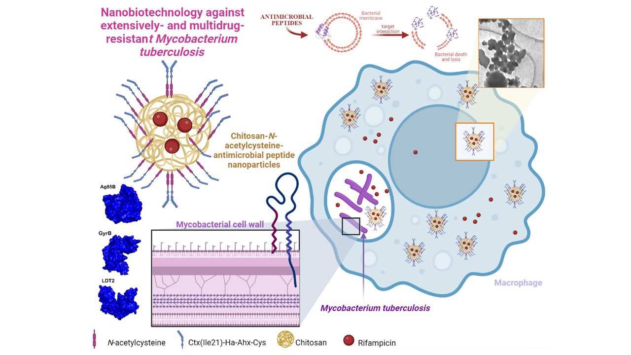 Nanopartículas antibacterianas reduzem tempo de tratamento da tuberculose.
