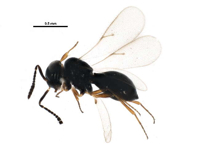 Estudo aprimora manejo biológico de praga na plantação de soja.