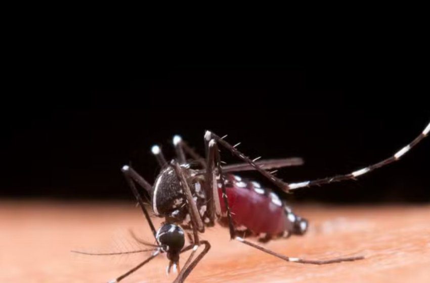 Brasil atinge 1,6 mil mortes confirmadas por dengue; Bahia tem 54 cidades com faixa etária de vacinação ampliada