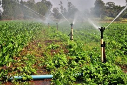 Plantação sendo irrigada