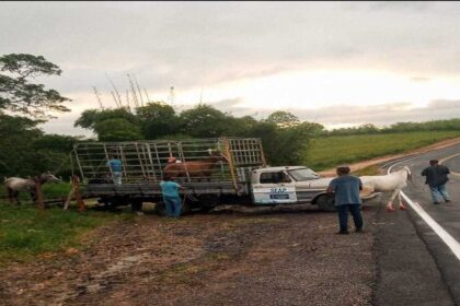 Prefeitura e PM apreendem animais soltos nas ruas.