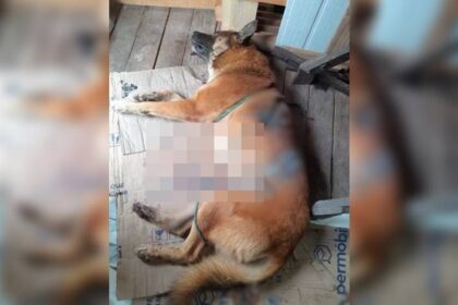 Mulher é acusada de esfaquear cachorro em Boca da Mata; animal morreu