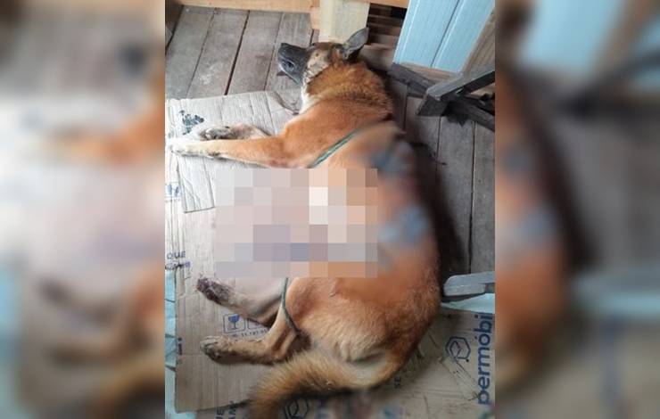 Mulher é acusada de esfaquear cachorro em Boca da Mata; animal morreu