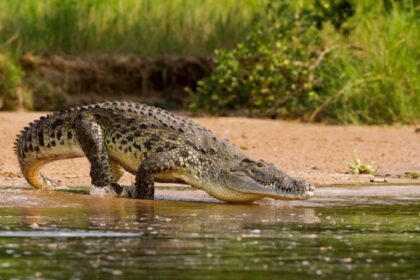 Parasita em olho de mulher pode ter vindo de carne de crocodilo