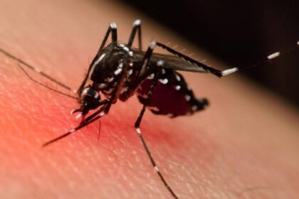 Bahia soma 30 mortes por dengue; epidemia em mais de 60% dos municípios