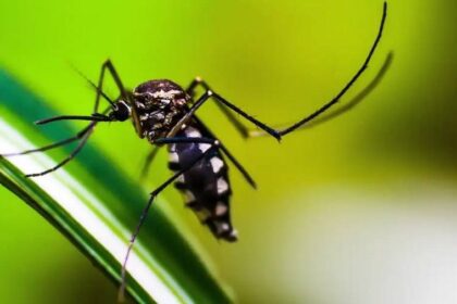 Número de óbitos por dengue na Bahia chega a 45; Brasil alcança 1,6 mil em 2024