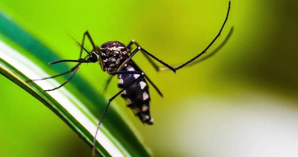 Número de óbitos por dengue na Bahia chega a 45; Brasil alcança 1,6 mil em 2024