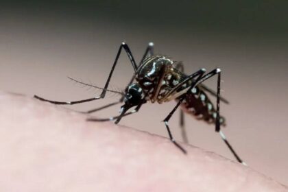Brasil registra quase 4 milhões de casos de dengue.